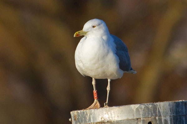 Diese Steppenmöwe wurde am 20. Juni 1999 als Jungvogel, etwas nördlich von Minsk (Weissrussland) beringt. Kreuzlingen 4. Dezember 2010