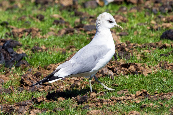 Sturmmöwe