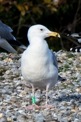 Steppenmöwe, Zürichsee Rapperswil, 4. 11. 2017 diese Möwe wurde am 3.6.2014 in Reddern Brandenburg D beringt