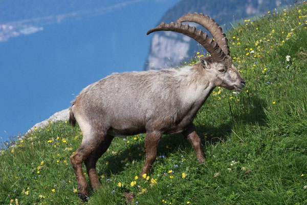 Steinbock, Ostschweiz Juli 2009