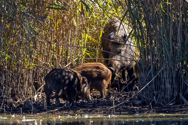 Wildschweine, Neeracherried ZH, 5.10.2022
