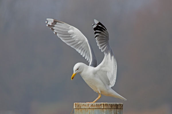Steppenmöwe, Stein am Rhein, 3. 3. 2018