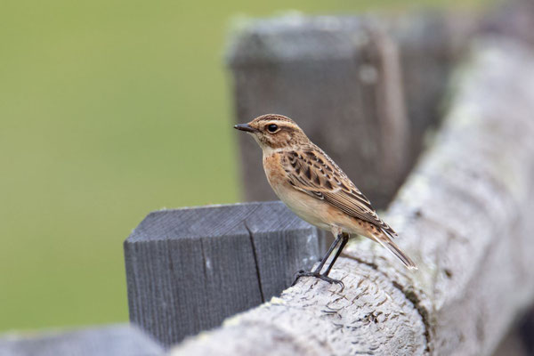 Braunkehlchen