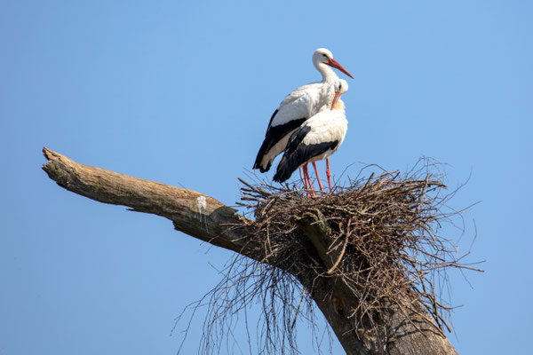 Weissstorch Paar auf Horst, Neeracherried, 24. 3. 2019