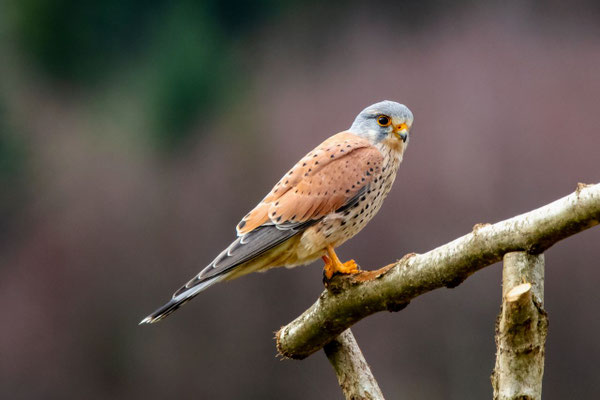 Turmfalke Männchen, Lindau ZH, 13. 3. 2020