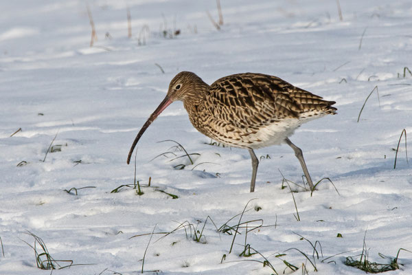 Grosser Brachvogel, Frauenwinkel SZ, 26. 1. 2017 