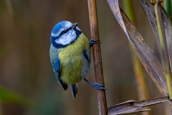 Blaumeise