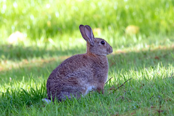 Kaninchen
