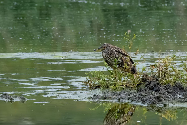Nachtreiher Jungvogel, Klingnauerstausee AG, 27.07.2022