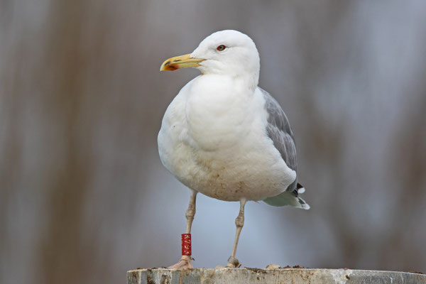 Diese Steppenmöwe wurde am 20. Juni 1999 als Jungvogel, etwas nördlich von Minsk (Weissrussland) beringt, gut 1500km entfernt. Kreuzlingen 25. Dezember 2016