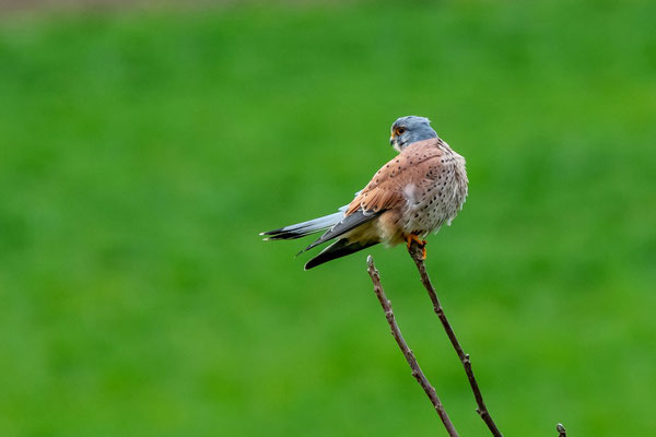 Turmfalke Männchen, Lindau ZH, 13. 3. 2020