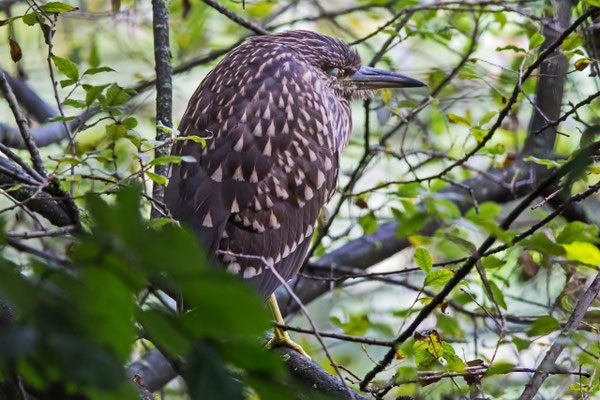 Nachtreiher Jungvogel, Neeracherried, 10. September 2017