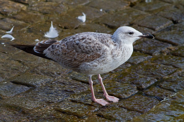 Steppenmöwe im 1.Winter, Zürichsee, 12. 10. 2014