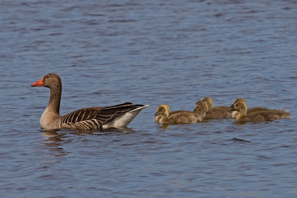 Graugans  Familie 