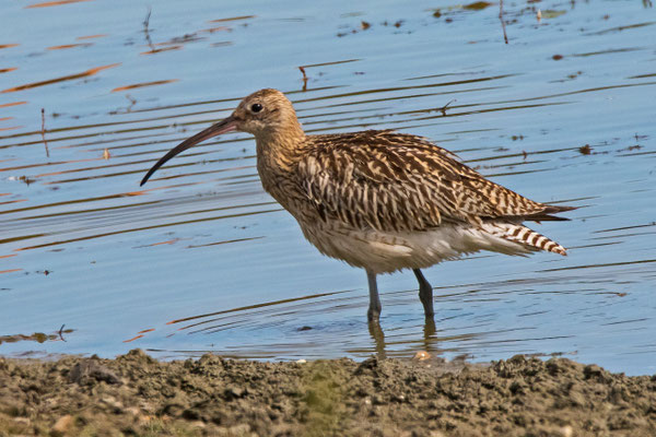 Grosser Brachvogel, La Sauge VD, 5. September 2017 