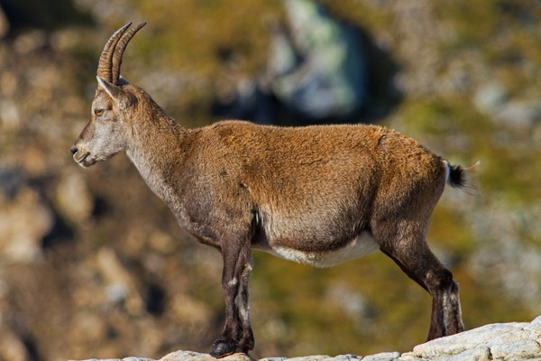 Steinbock, Gemmenalphorn BE 3. 10. 2014