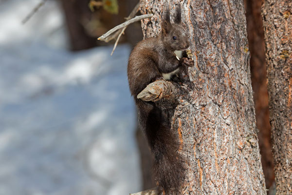 Eichhörnchen, Stazerwald St. Moritz, 9. März 2018