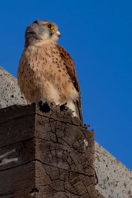 Turmfalke