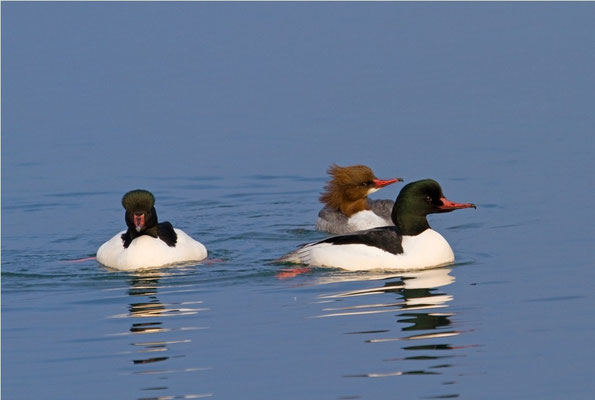Gänsesäger zwei Männchen mit einem Weibchen, Genfersee 18.2.2011