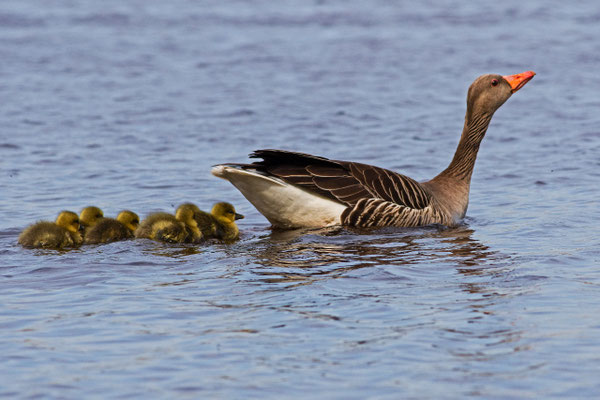 Graugans  Familie 