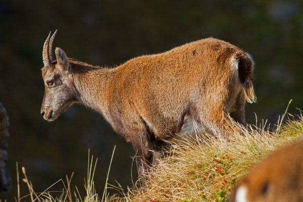 Steinbock,  Gemmenalphorn BE 3. 10. 2014