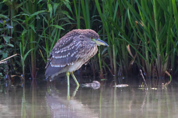 Nachtreiher Jungvogel, Klingnauerstausee, 29.7.2017