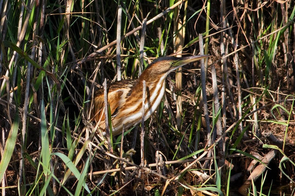 Zwergdommel Jungvogel Neeracherried, 26. August 2015