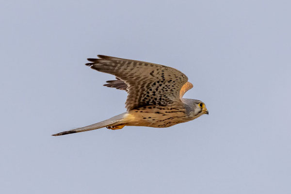 Turmfalke Männchen Neeracherried