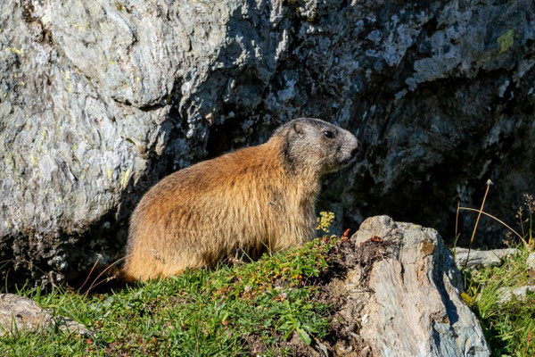 Murmeltier, Sils im Engadin, 26.08.2020 