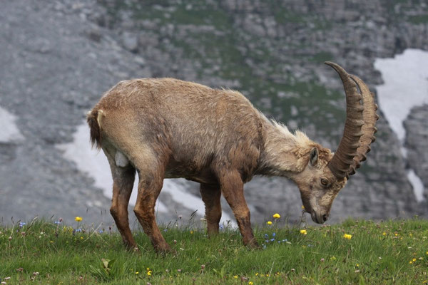 Steinbock, Ostschweiz Juli 2009