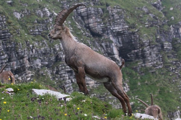 Steinbock, Ostschweiz Juli 2009 
