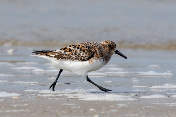 Sanderling