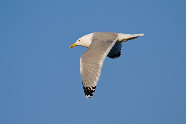 Steppenmöwe Bodensee