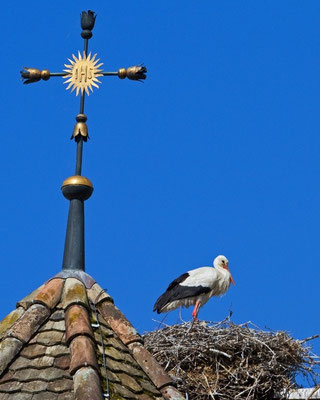 Weissstorch auf dem Horst, Uznach 20. Mai 2011