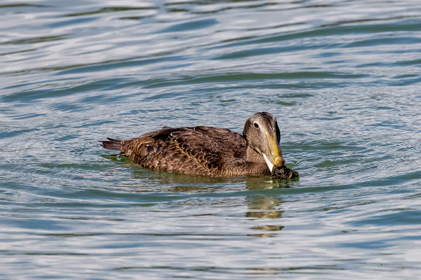 Eiderente Jungvogel, Zürichsee, Rapperswil SG, 29.07.2021