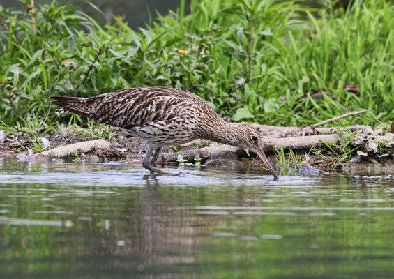Grosser Brachvogel, Klingnauerstausee 