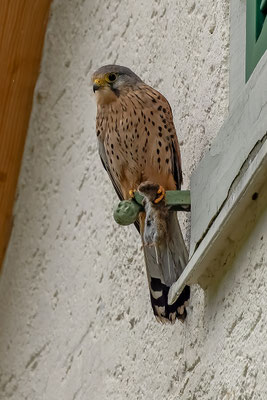 Turmfalke Männchen, Lindau ZH, 14.10.2023