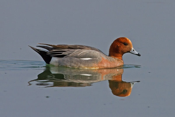 Pfeifente Erpel, Klingnauerstausee 8. März 2014