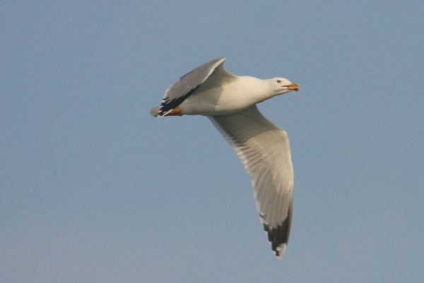 Steppenmöwe Bodensee