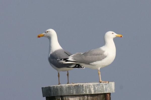 Steppenmöwe Bodensee
