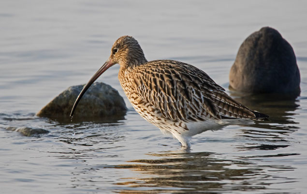 Grosser Brachvogel, Zürichsee Rapperswil SG, 26. 1. 2017 