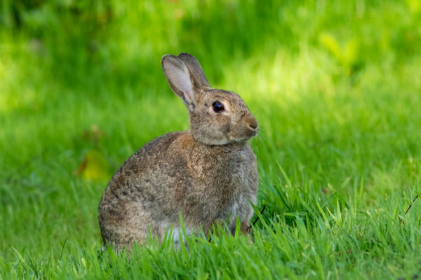 Kaninchen