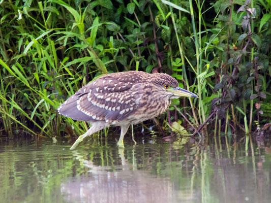 Nachtreiher Jungvogel, Klingnauerstausee, 29.7.2017