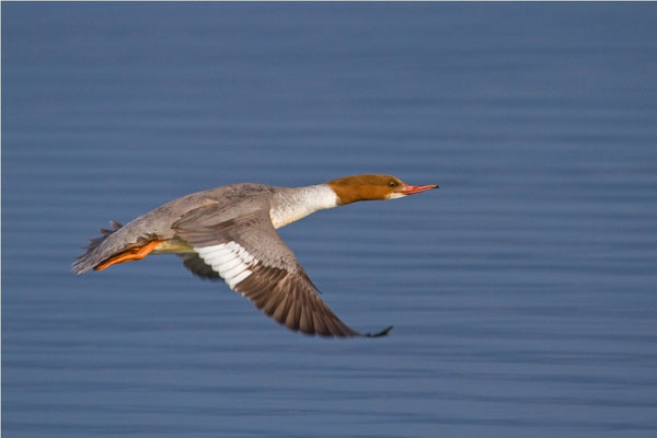 Gänsesäger Weibchen im Flug, Genfersee 18.2.2011