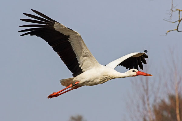 Weissstorch, Pfäffikon ZH, 20. März 2016