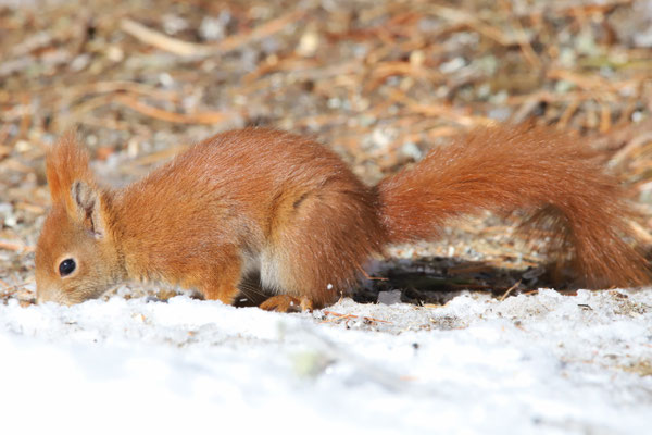 Eichhörnchen, Stazerwald St. Moritz, 9. März 2018