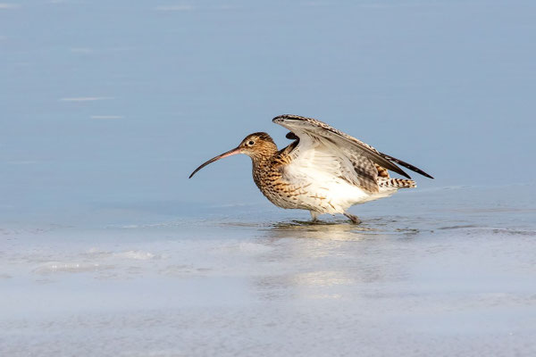 Grosser Brachvogel, Ermatingerbecken TG, 19.01.2021