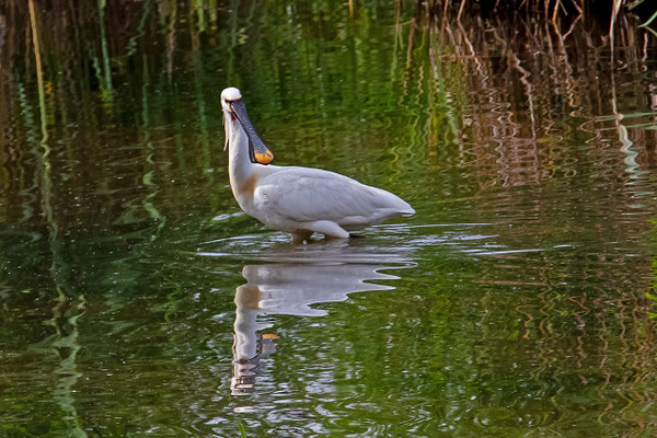 Löffler Flachsee AG, 22.05.2020 