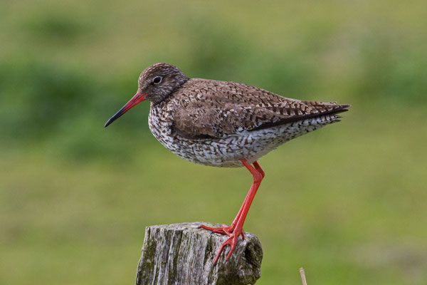 Rotschenkel 