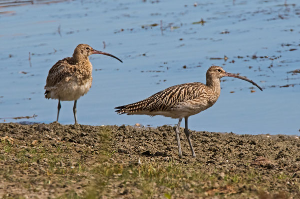 Grosser Brachvogel, La Sauge VD, 5. September 2017 